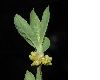 image of Lindera benzoin