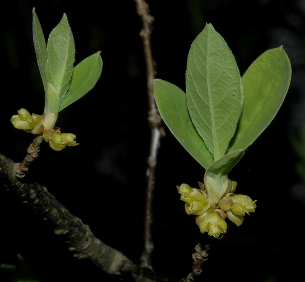 Lauraceae Lindera benzoin
