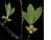 image of Lindera benzoin