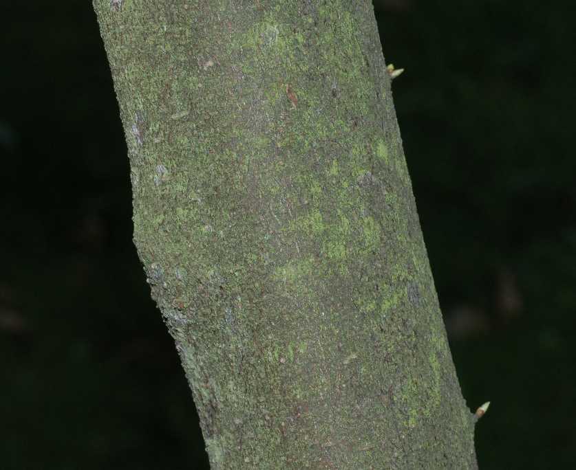 Lauraceae Lindera benzoin