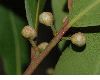 image of Laurus nobilis