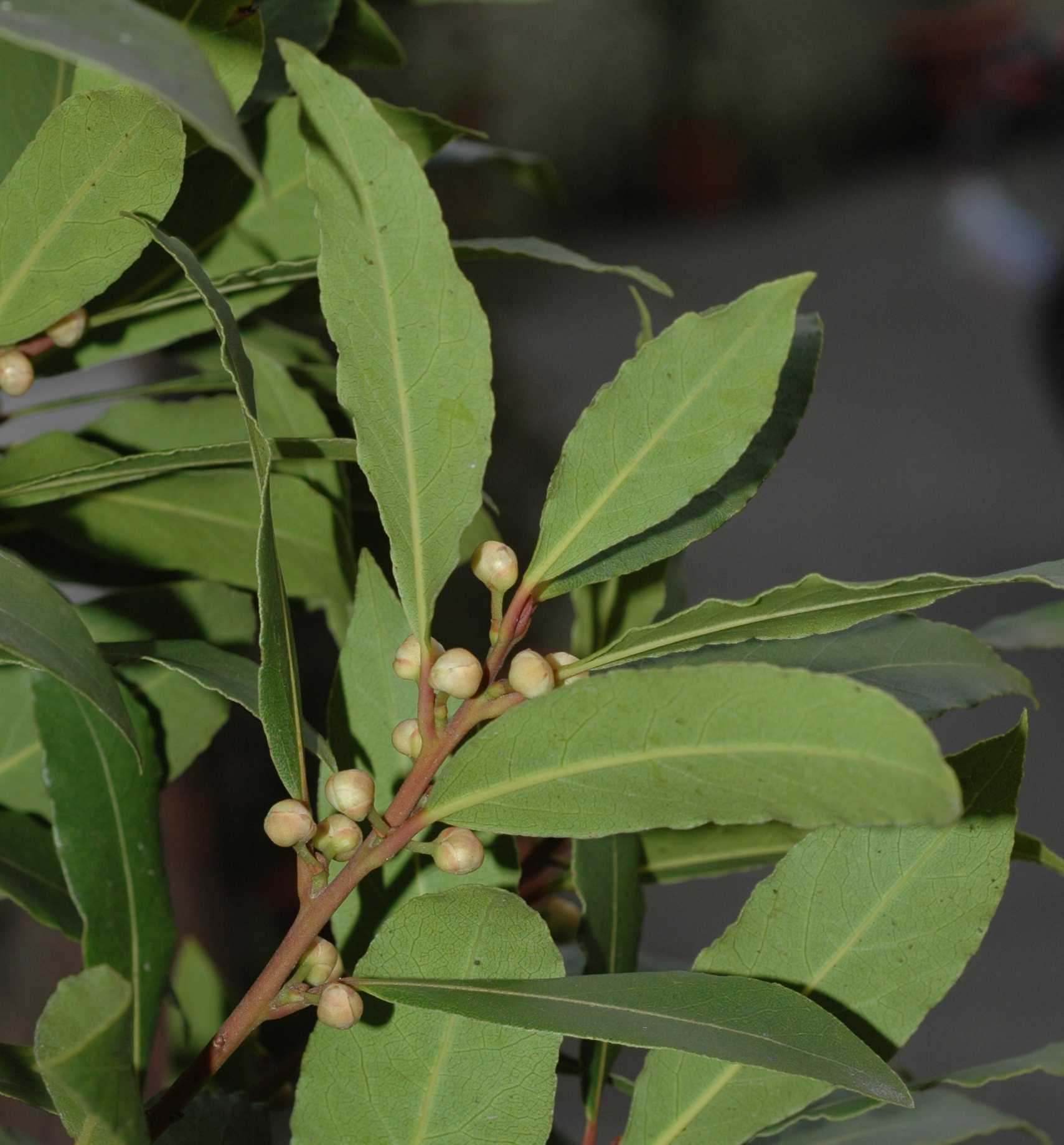 Lauraceae Laurus nobilis