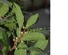 image of Laurus nobilis