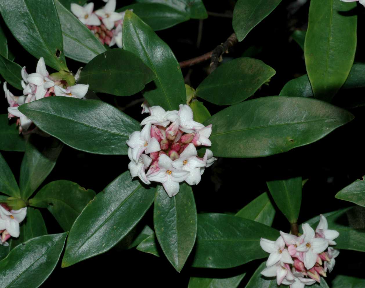 Thymelaeaceae Daphne odora