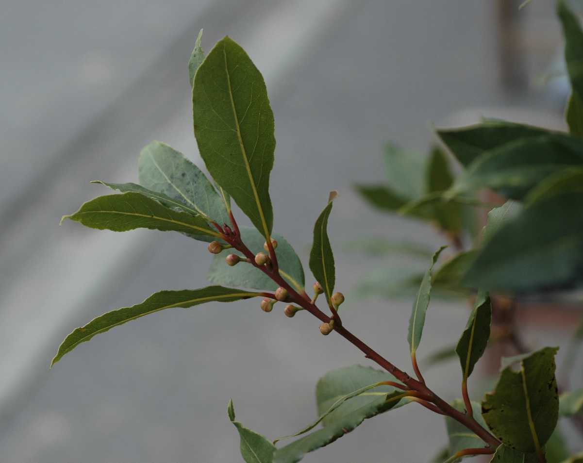 Lauraceae Laurus nobilis