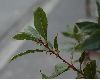 image of Laurus nobilis