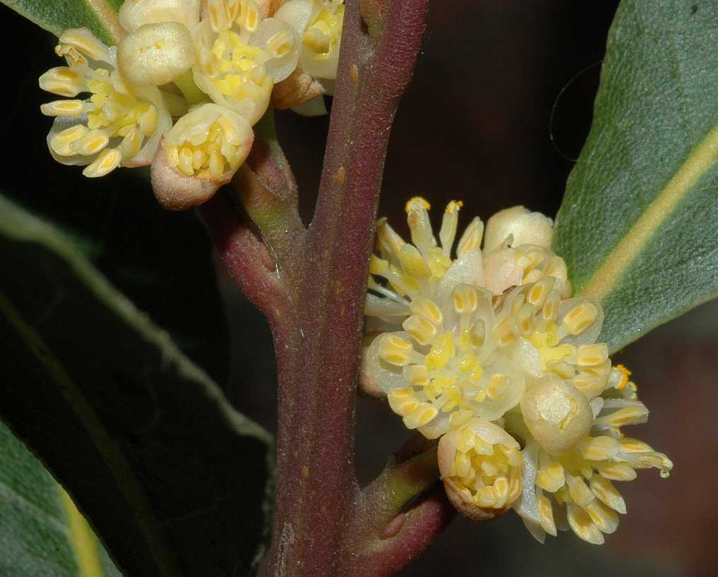 Lauraceae Laurus nobilis