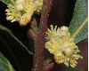 image of Laurus nobilis