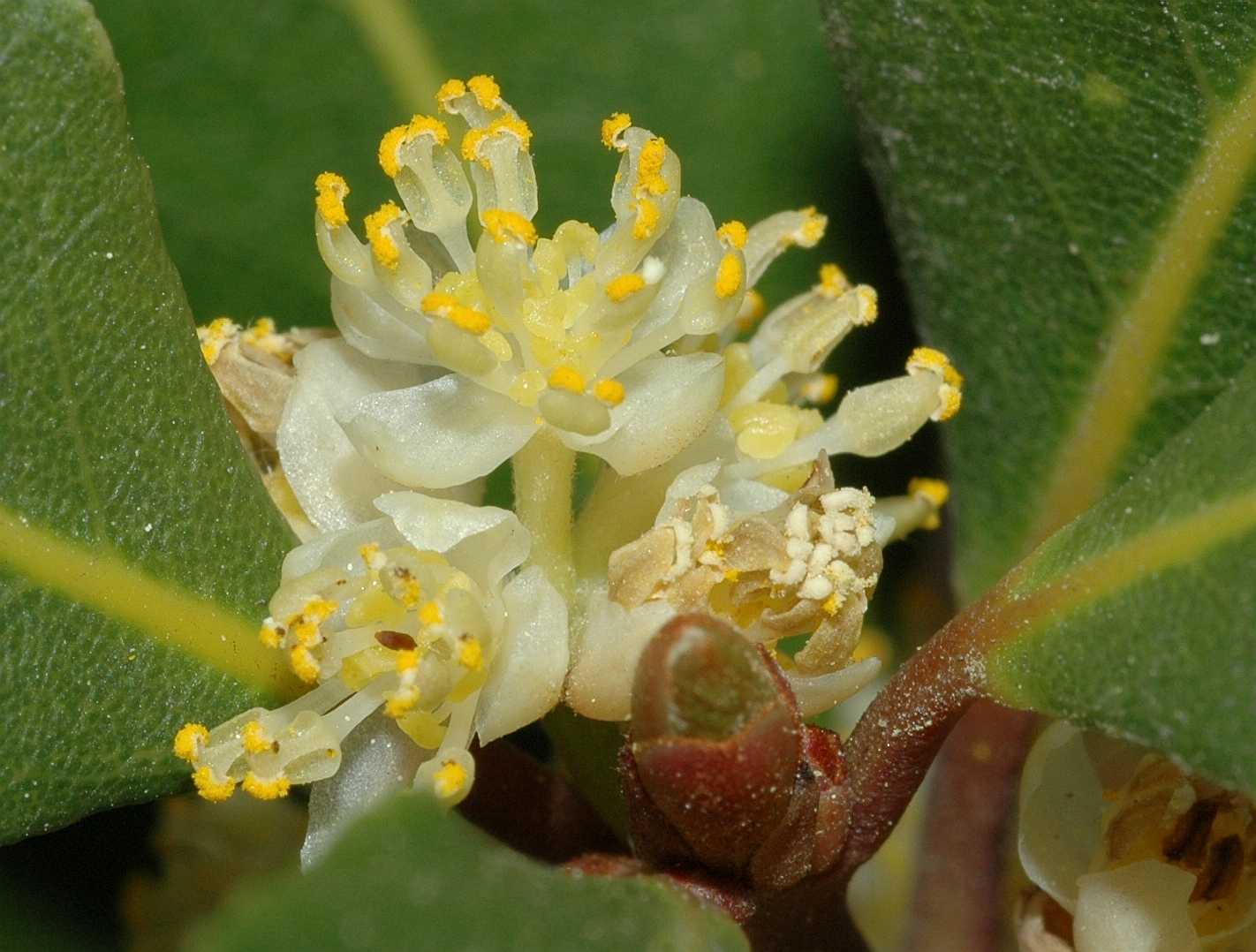 Lauraceae Laurus nobilis