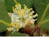 image of Laurus nobilis