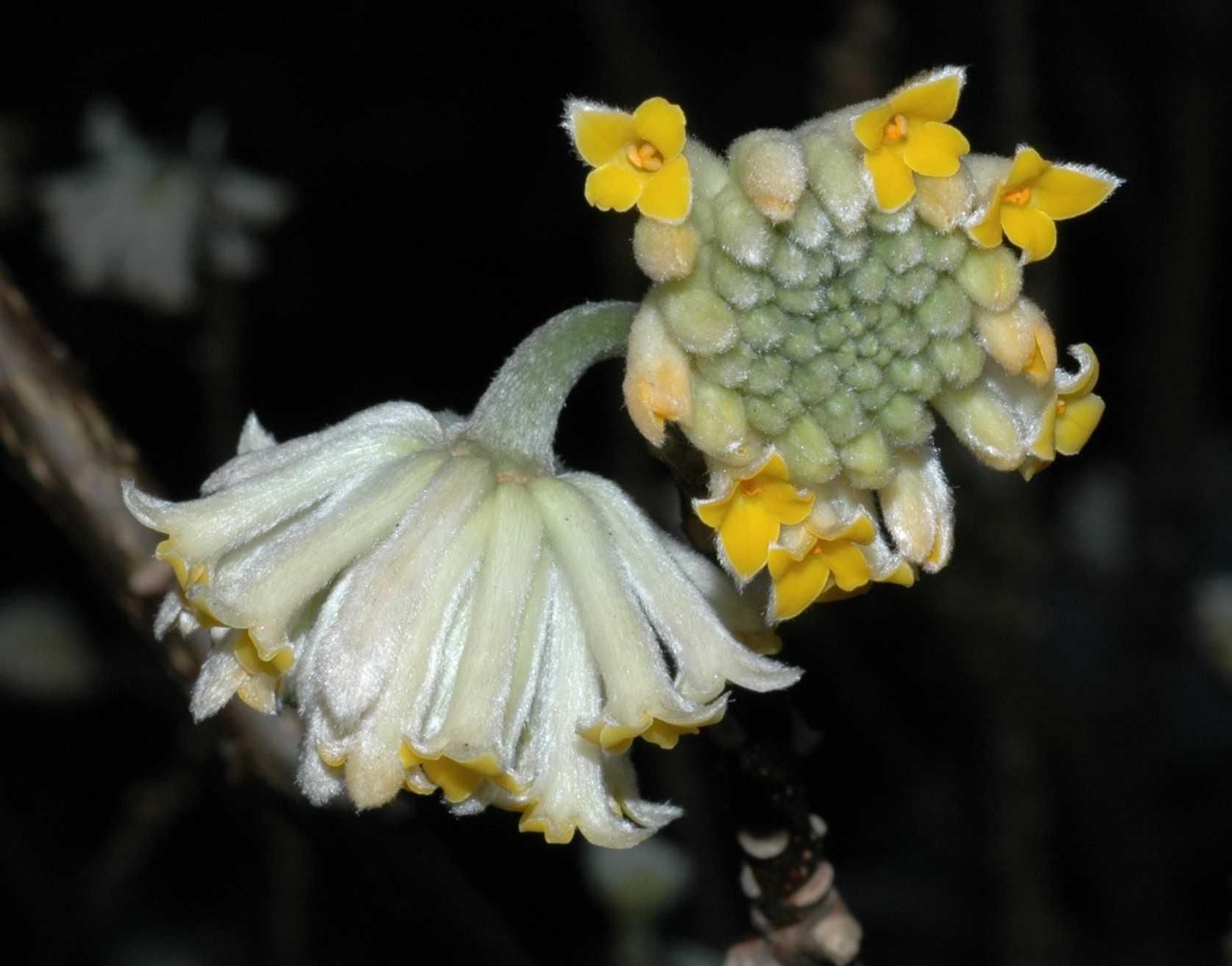 Thymelaeaceae Edgeworthia chrysantha