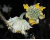 image of Edgeworthia chrysantha