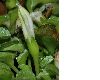 image of Hypsela reniformis