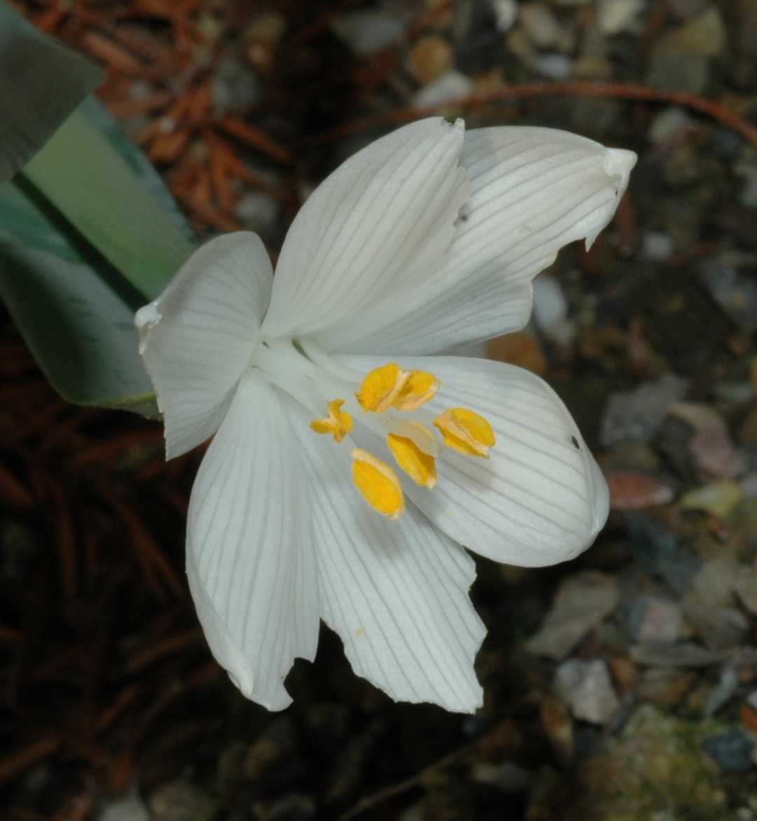 Amaryllidaceae Sternbergia candida