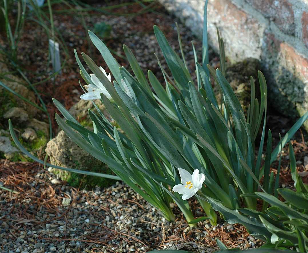 Amaryllidaceae Sternbergia candida