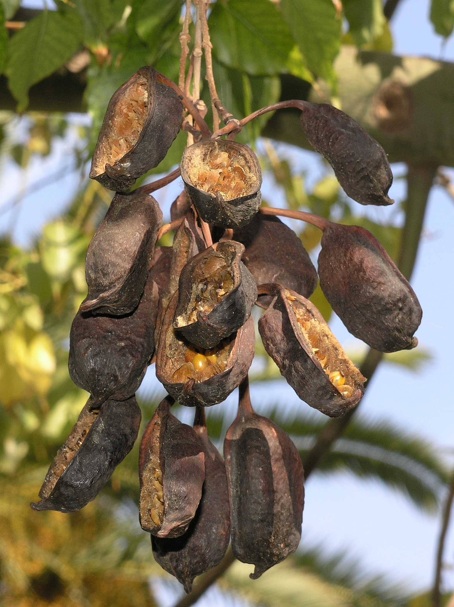 Sterculiaceae Brachychiton populneus