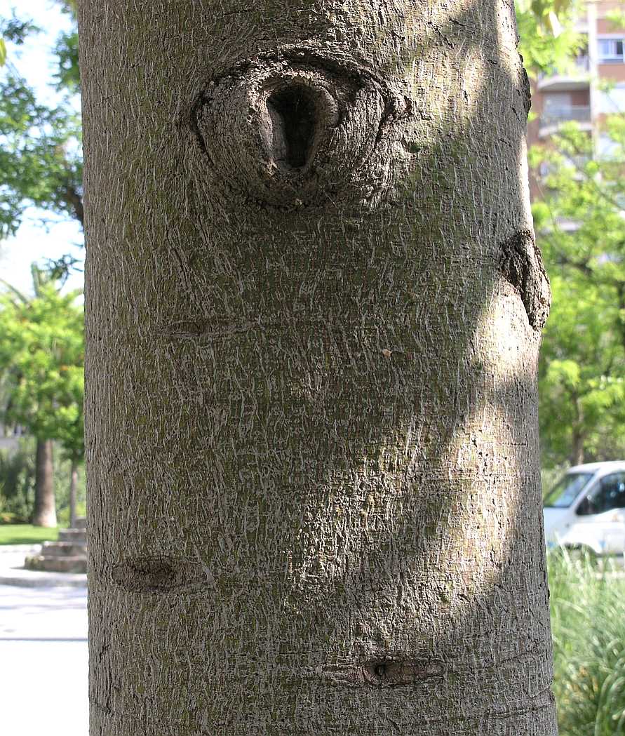 Sterculiaceae Brachychiton populneus