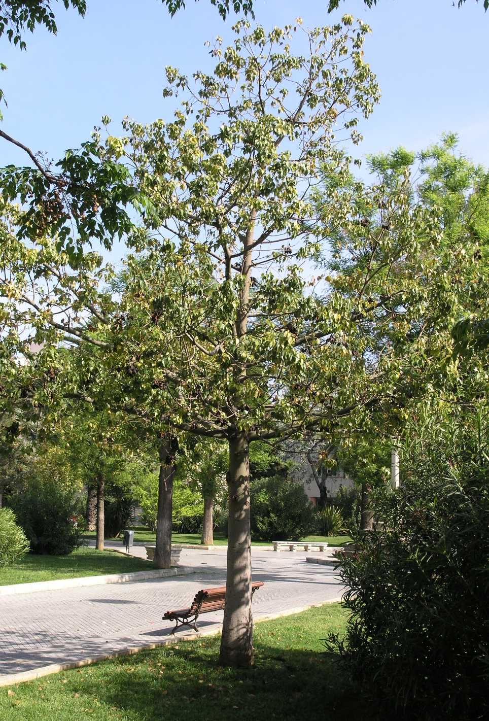 Sterculiaceae Brachychiton populneus
