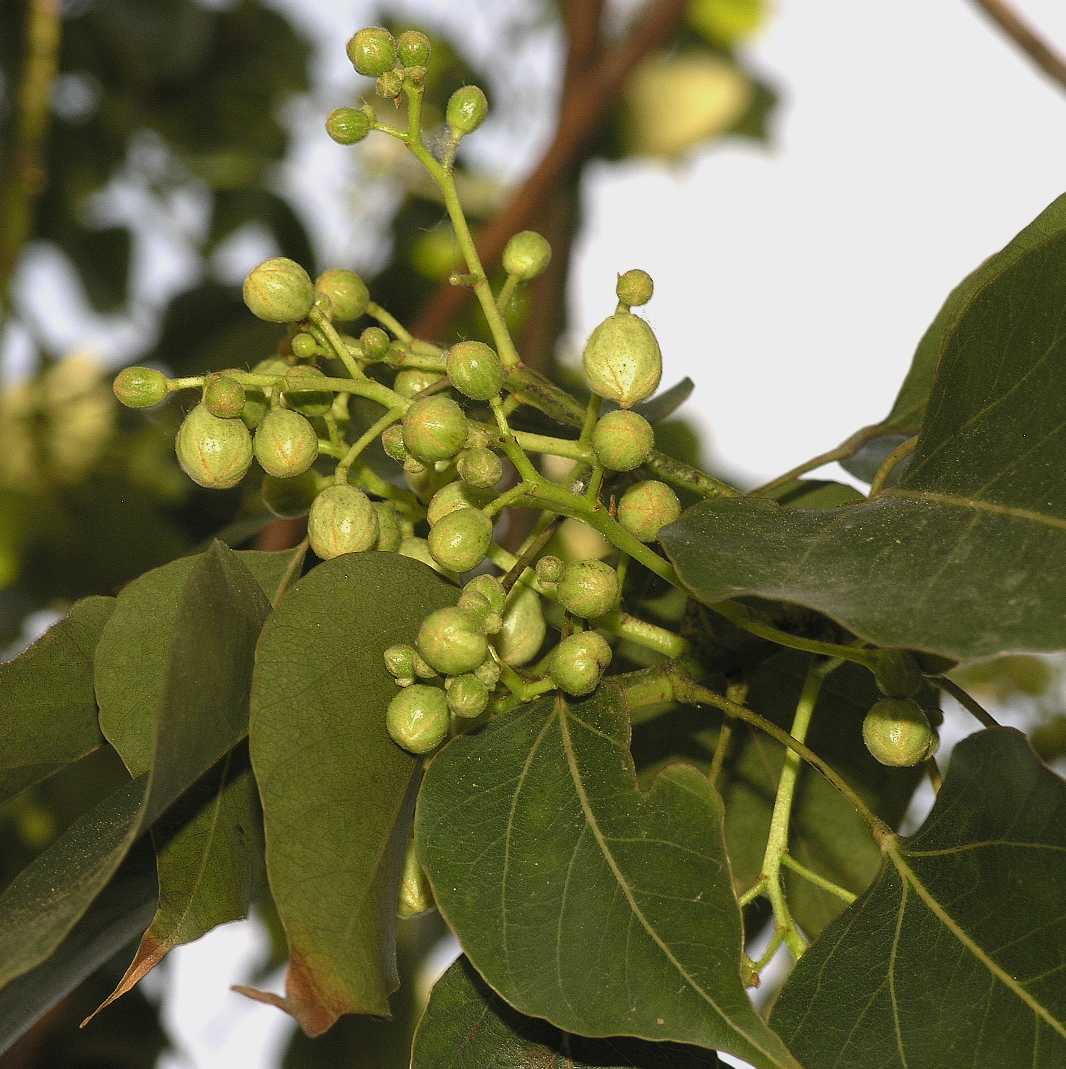 Sterculiaceae Brachychiton populneus