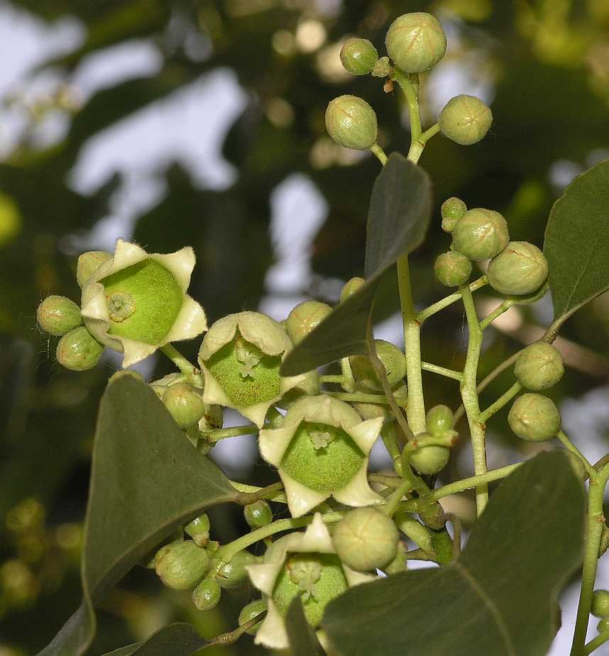 Sterculiaceae Brachychiton populneus