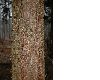 image of Cryptomeria japonica