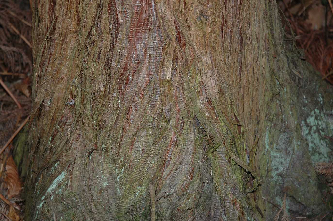 Cupressaceae Cryptomeria japonica