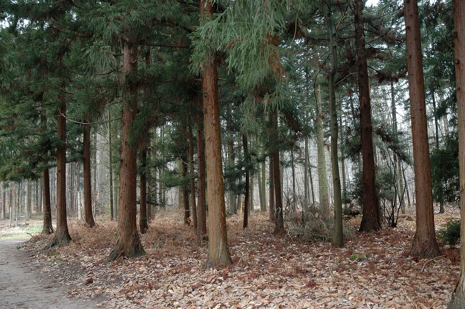 Cupressaceae Cryptomeria japonica