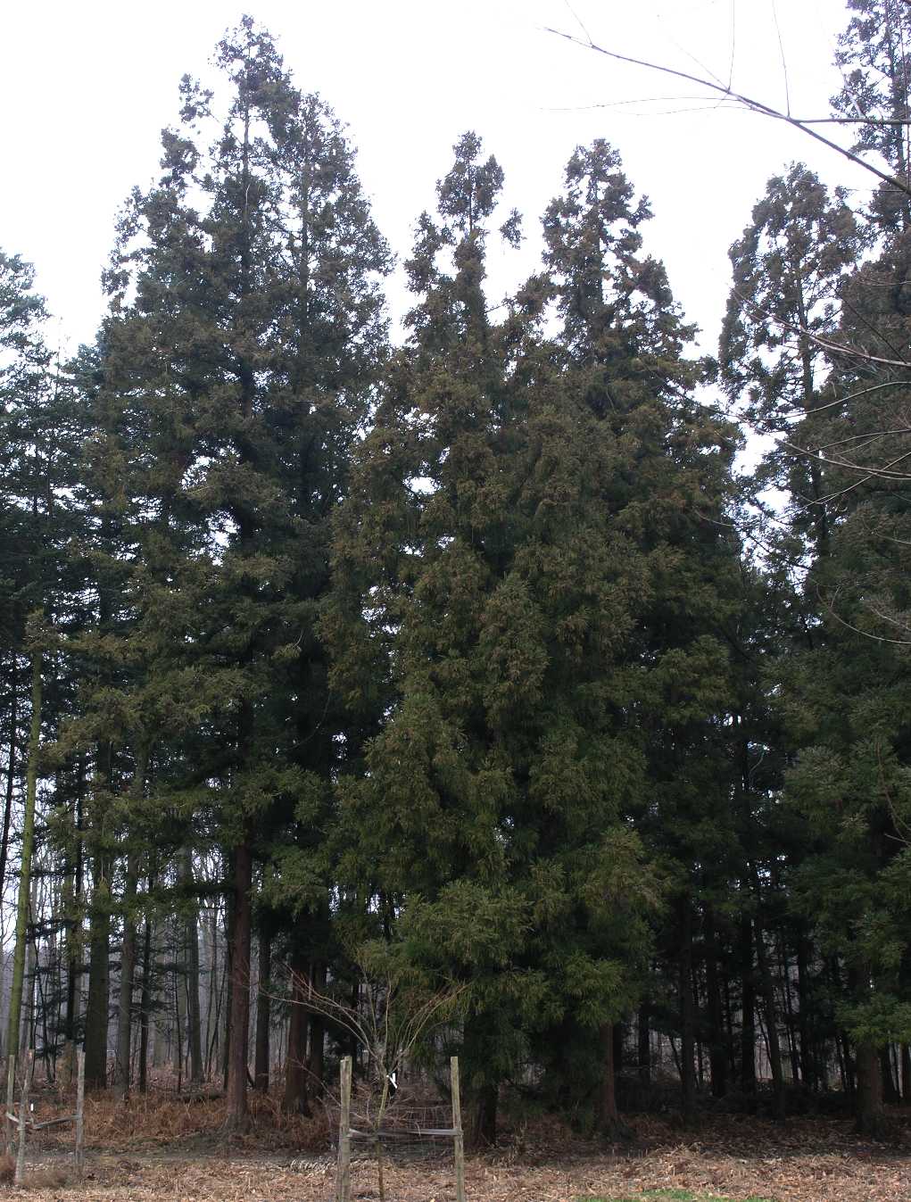 Cupressaceae Cryptomeria japonica