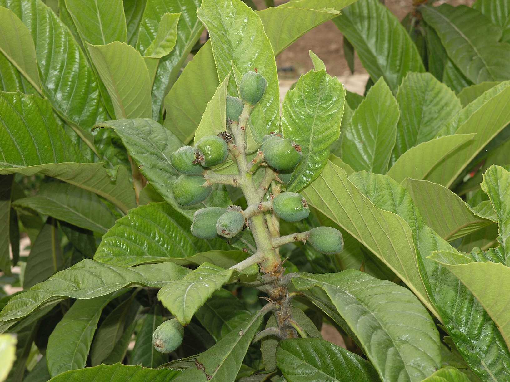 Rosaceae Eriobotrya japonica