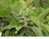 image of Eriobotrya japonica