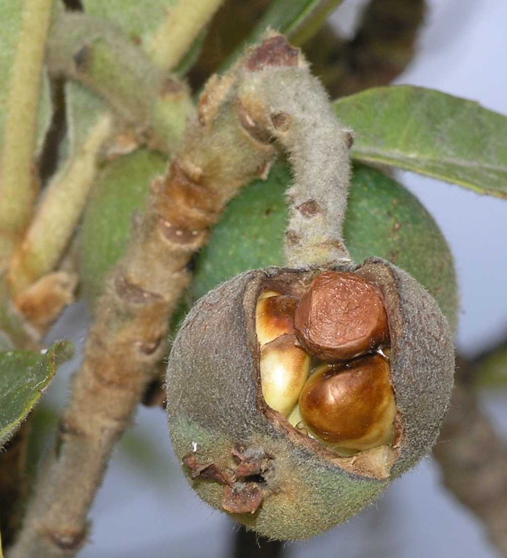Rosaceae Eriobotrya japonica