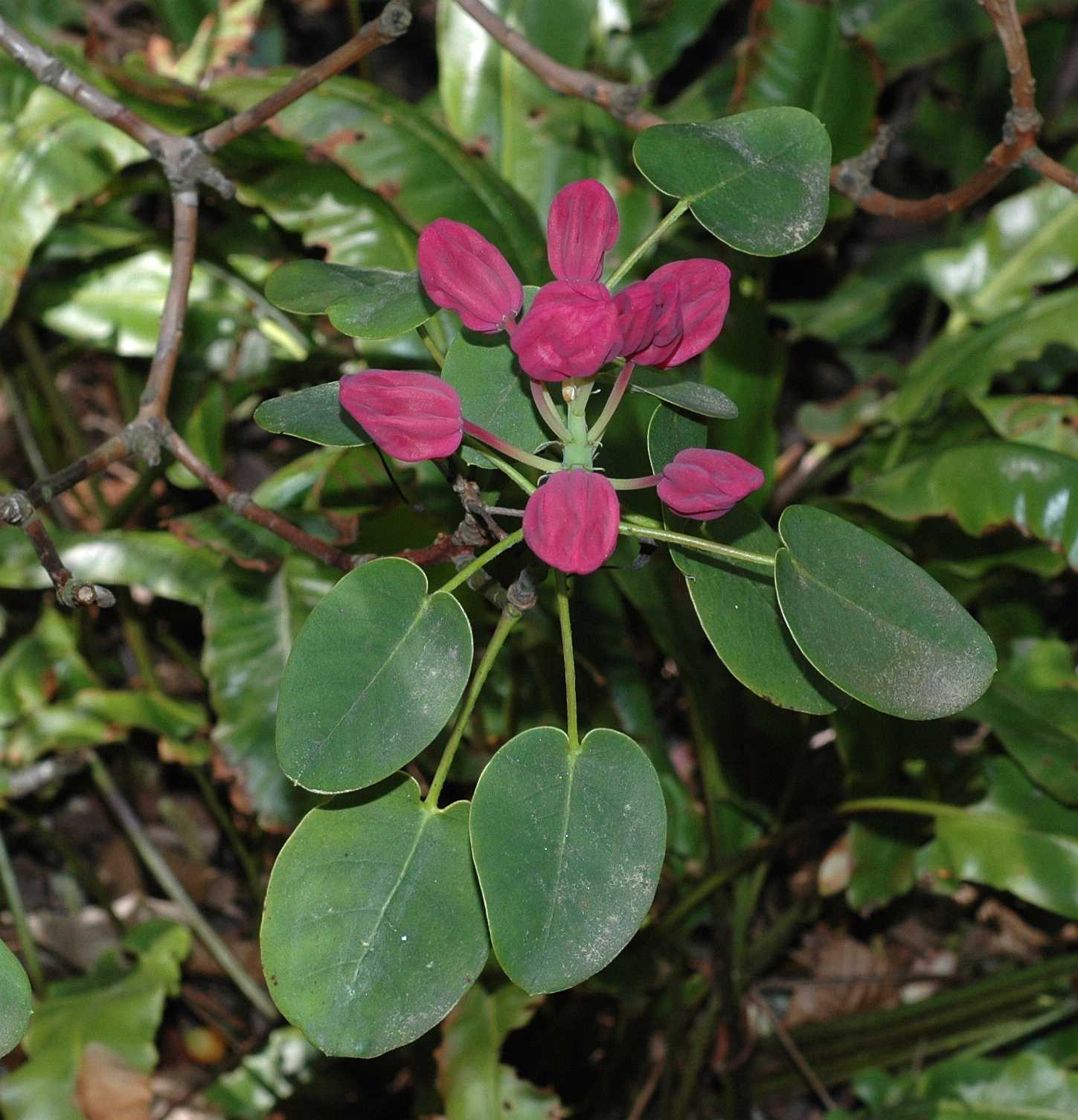 Ericaceae Rhododendron orbiculare