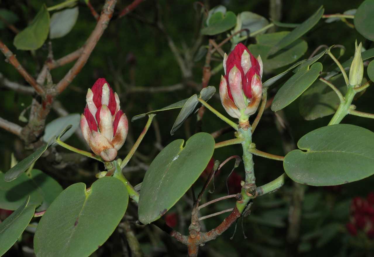 Ericaceae Rhododendron orbiculare
