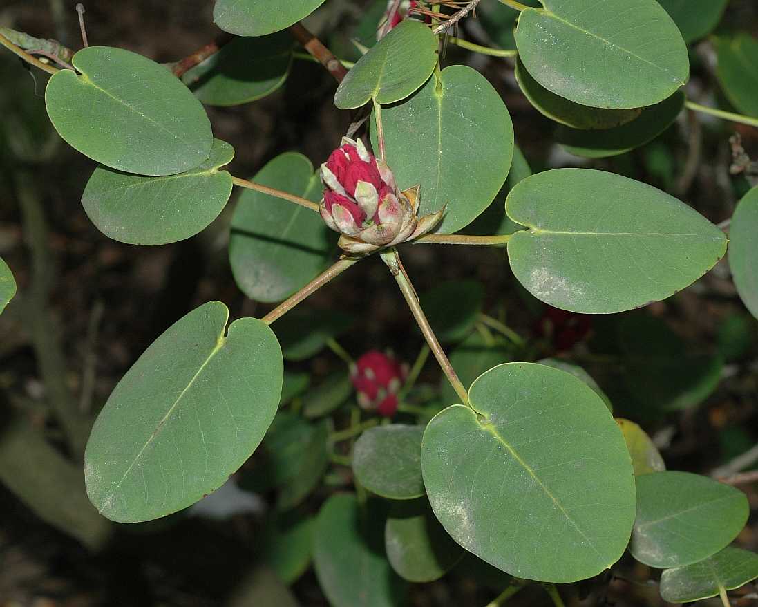 Ericaceae Rhododendron orbiculare