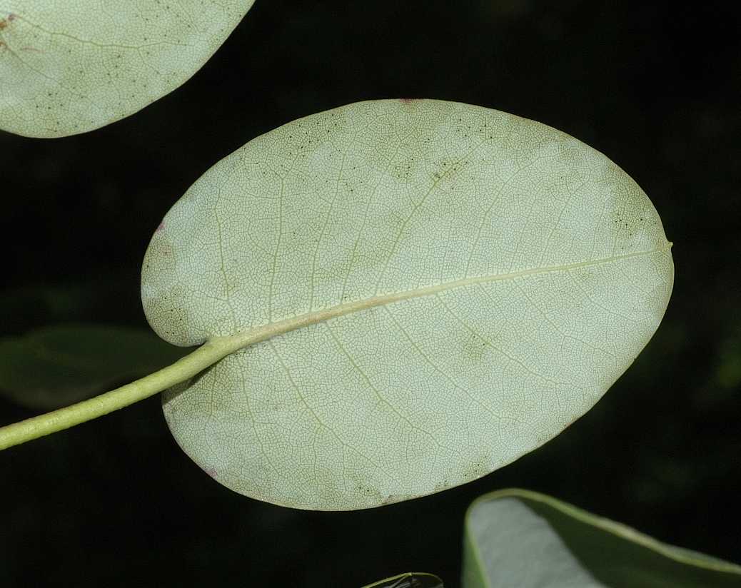 Ericaceae Rhododendron orbiculare