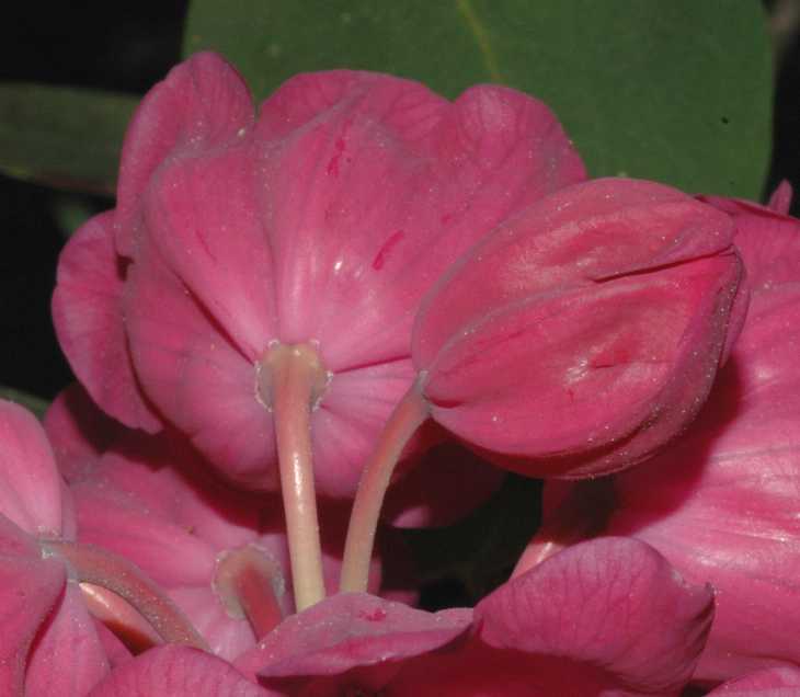 Ericaceae Rhododendron orbiculare