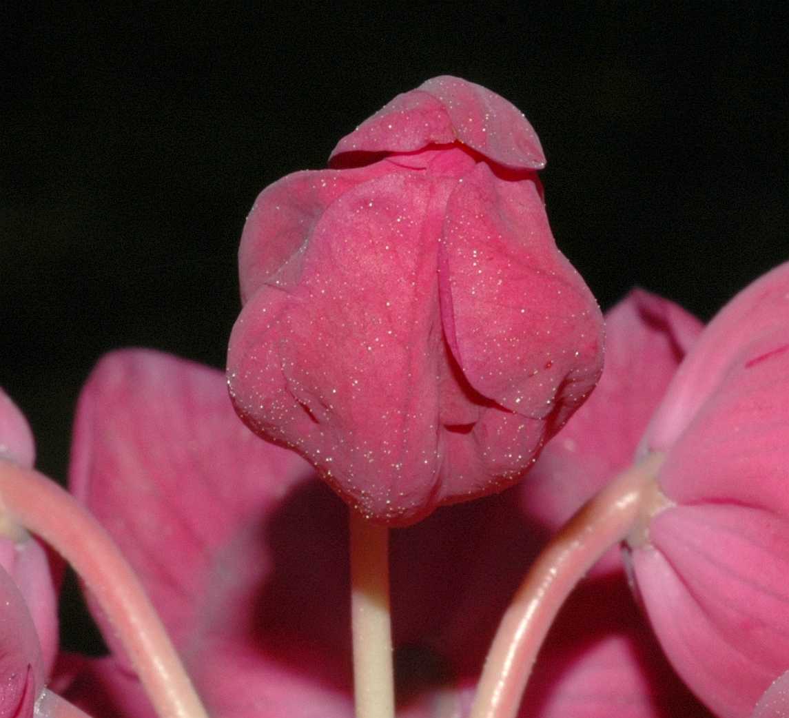 Ericaceae Rhododendron orbiculare