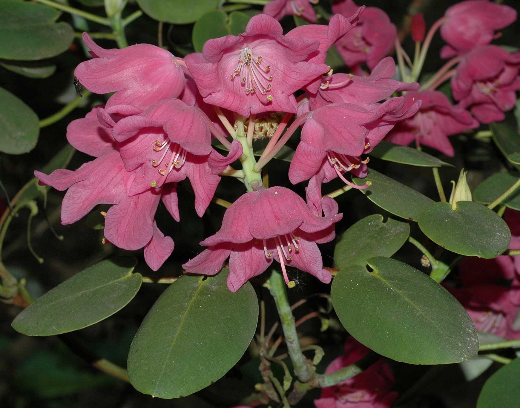 Ericaceae Rhododendron orbiculare