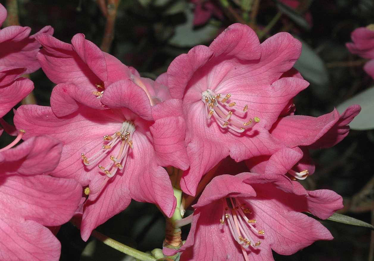 Ericaceae Rhododendron orbiculare