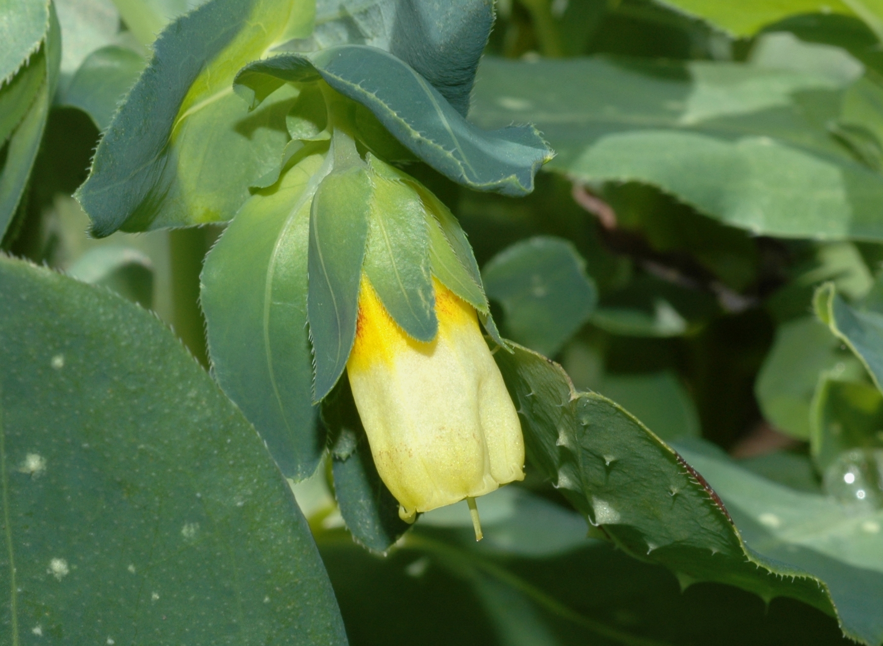 Boraginaceae Cerinthe major