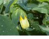image of Cerinthe major