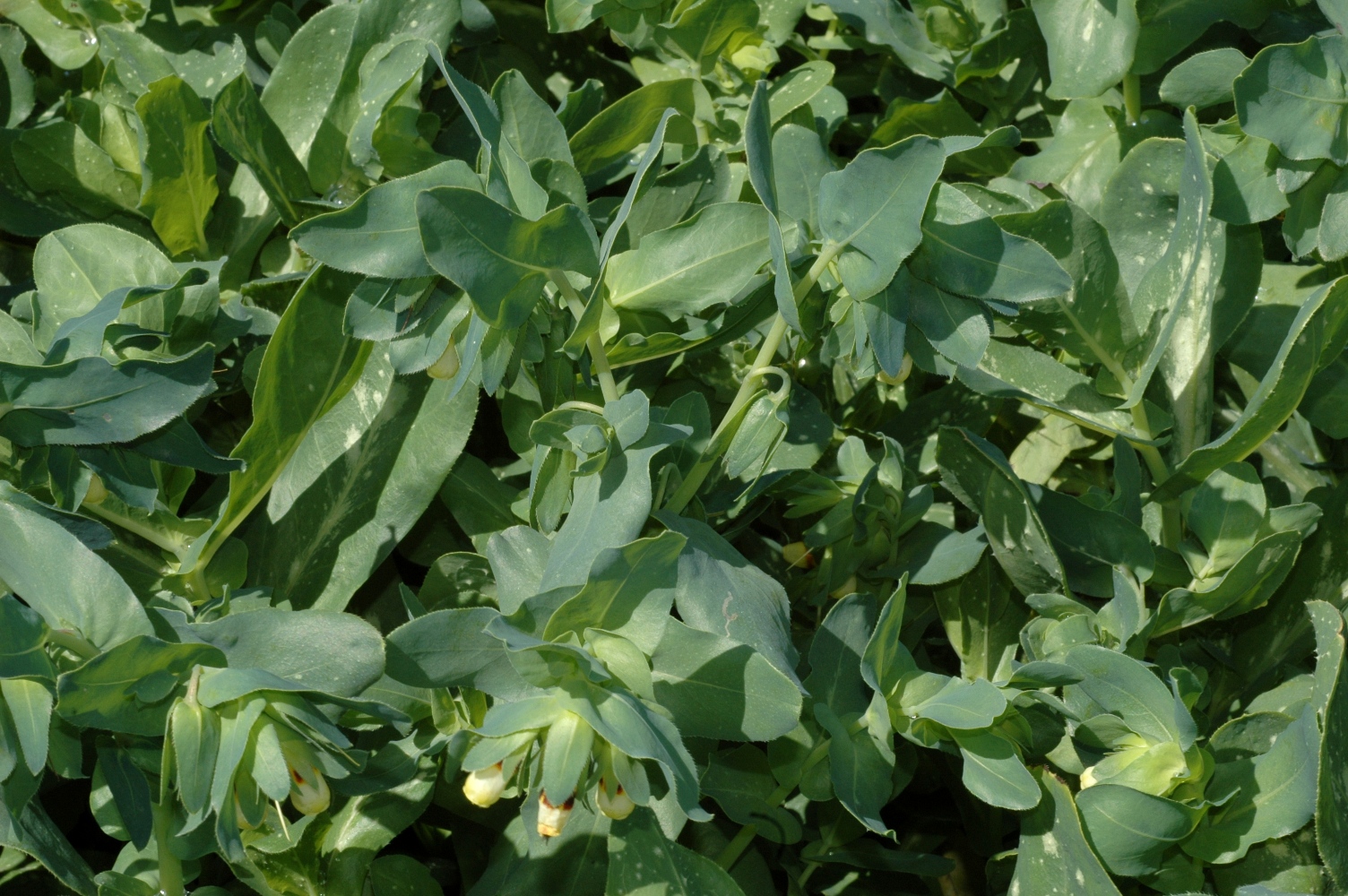 Boraginaceae Cerinthe major