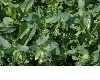 image of Cerinthe major