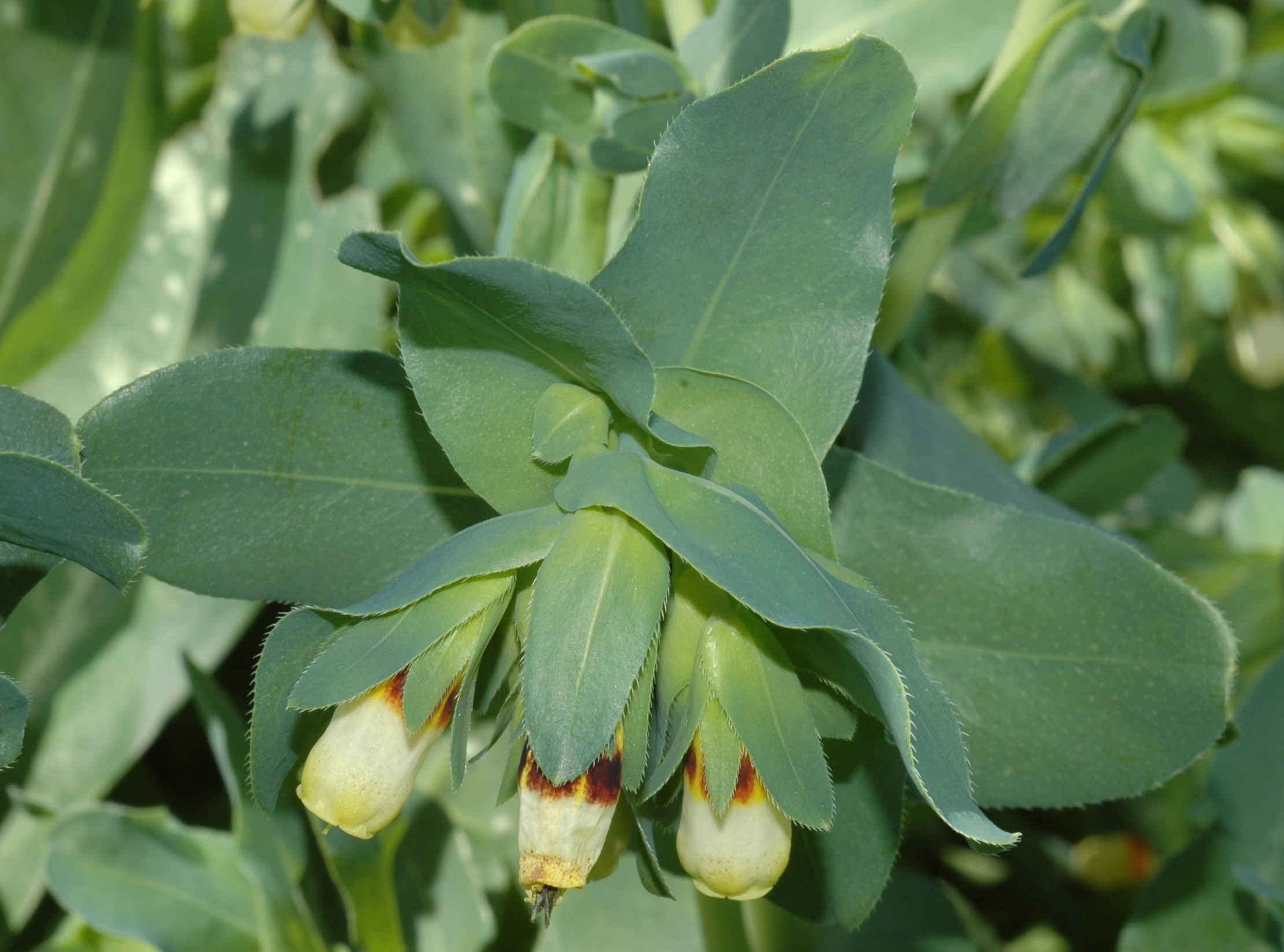 Boraginaceae Cerinthe major