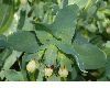 image of Cerinthe major