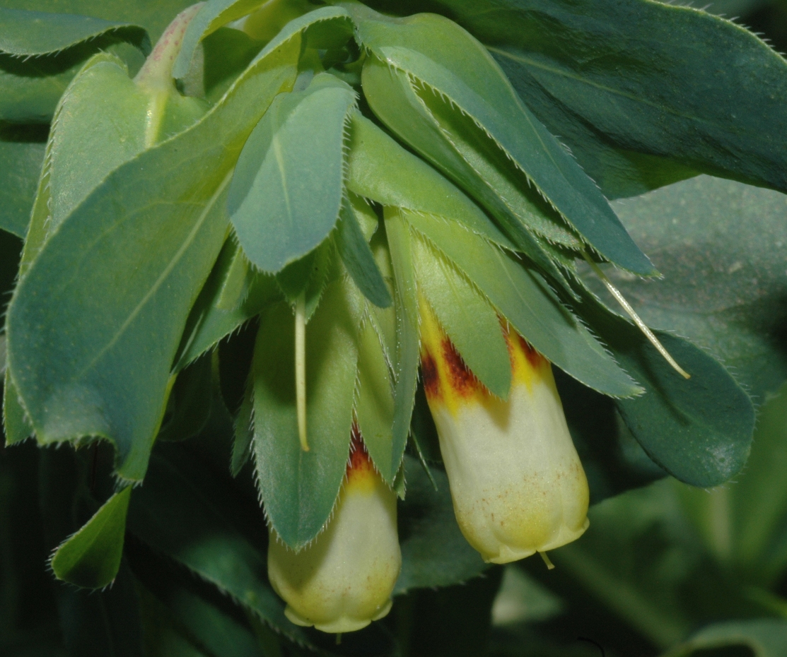 Boraginaceae Cerinthe major