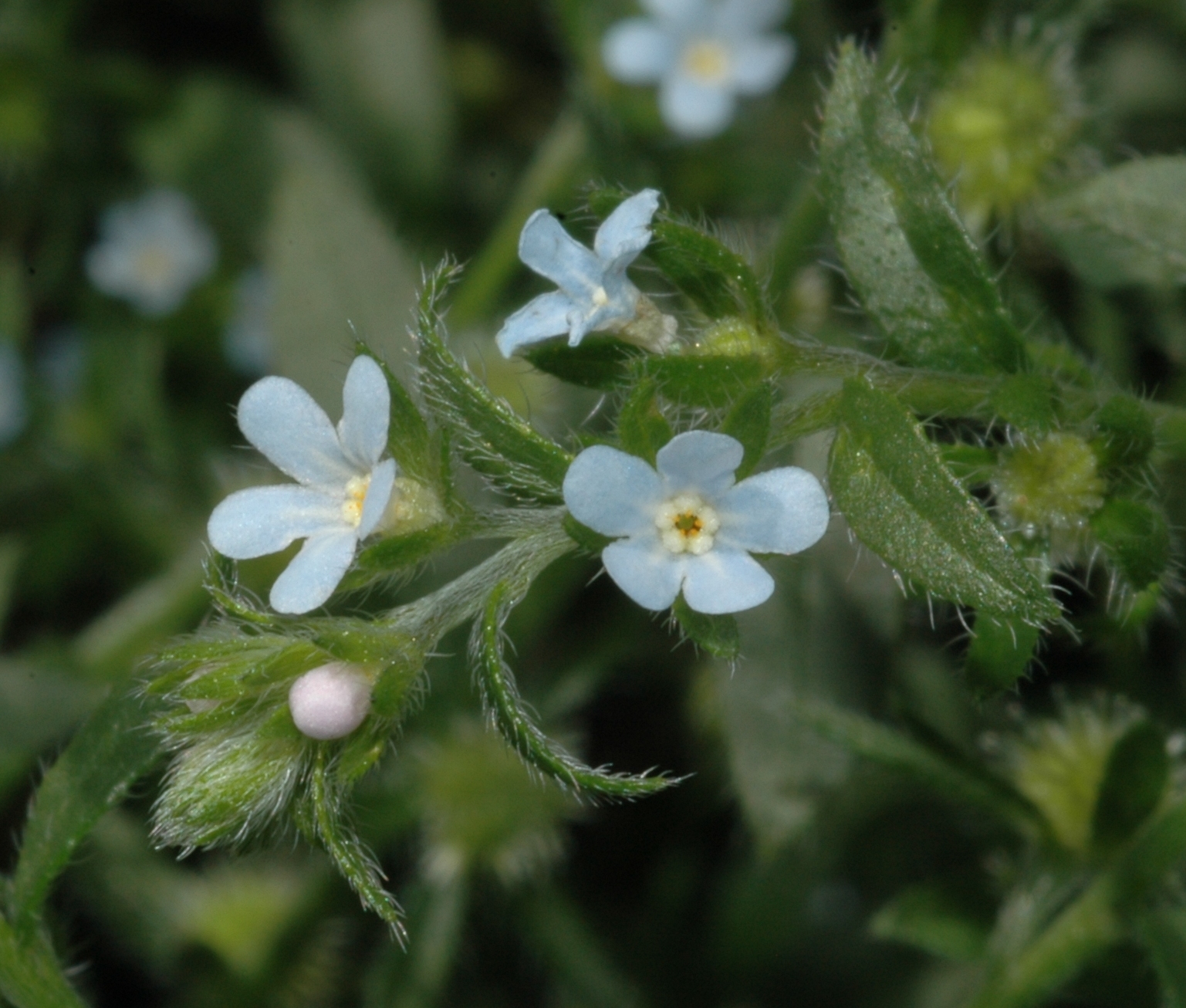 Boraginaceae Lappula squarrosa