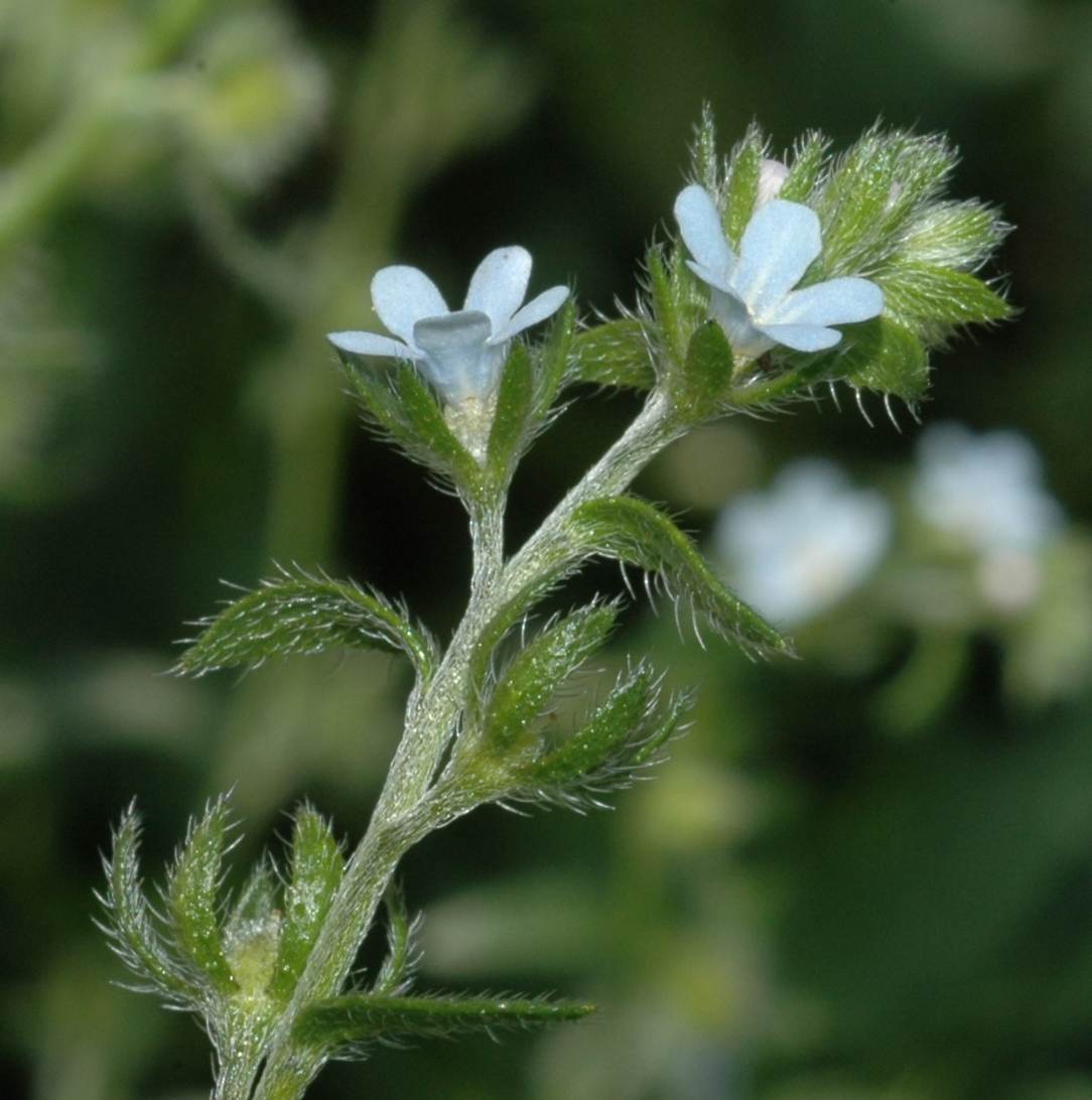 Boraginaceae Lappula squarrosa