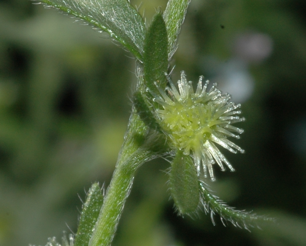 Boraginaceae Lappula squarrosa