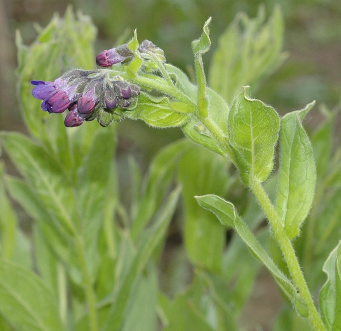 Boraginaceae Lindelofia anchusoides